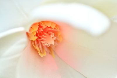 Close-up of white flower