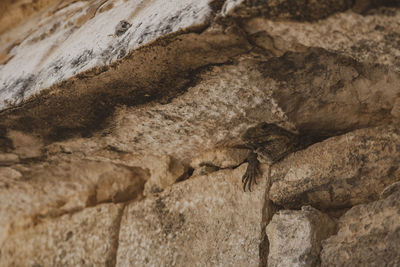 Close-up of lizard on rock