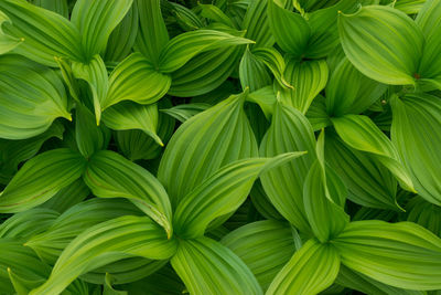 Full frame shot of green leaves