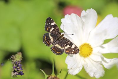 Close-up of butterfly pollinating on flower