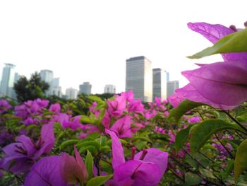 Close-up of purple flowers blooming in park