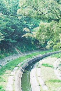 Scenic view of road amidst trees