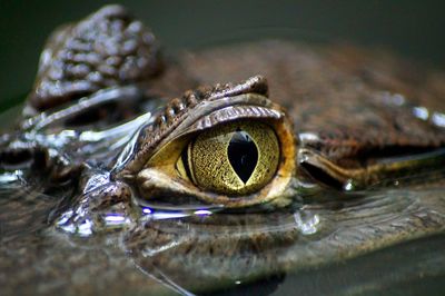 Close-up of crocodile in pond