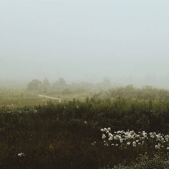 SCENIC VIEW OF GRASSY FIELD IN FOGGY WEATHER