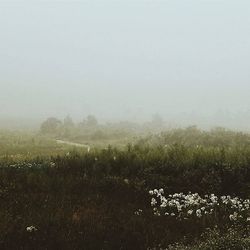 Scenic view of grassy field against sky