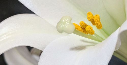 Close-up of white flower