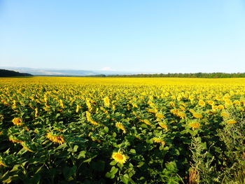 Scenic view of yellow flowering field against clear sky