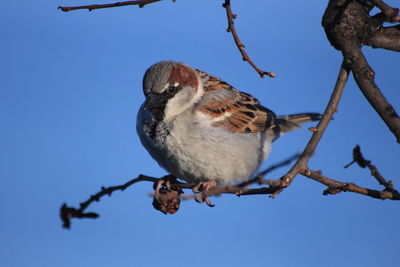 Sparrow perching on branch against clear blue sky