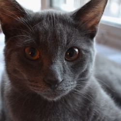 Close-up portrait of cat