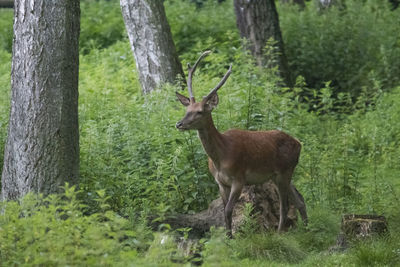 Deer in a forest