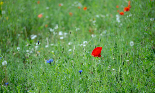 Red poppy flowers on field