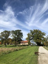 Trees on field against sky