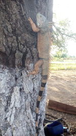 Close-up of tree trunk on countryside landscape