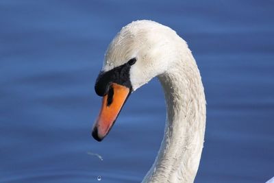 Close-up of swan swimming in lake