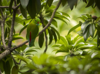 Low angle view of fruits on tree