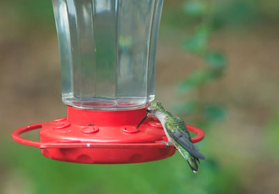 Close-up of hummingbird on bird feeder