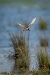 Bird flying over lake