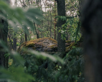 Trees on field in forest