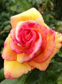 Close-up of rose blooming outdoors