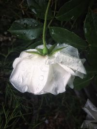 Close-up of wet white rose plant