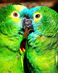 Close-up of parrot