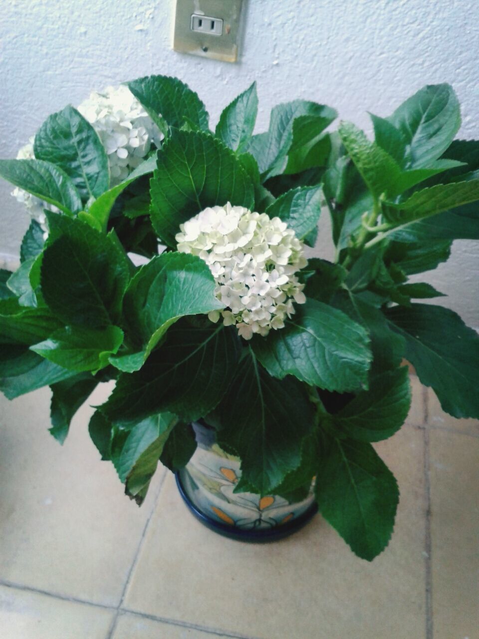 leaf, plant, growth, potted plant, freshness, green color, flower, fragility, nature, close-up, indoors, high angle view, growing, beauty in nature, wall - building feature, flower pot, no people, green, day, front or back yard