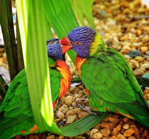 Parakeets kissing on field