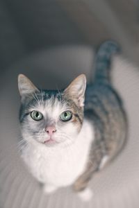 Close-up portrait of cat at home