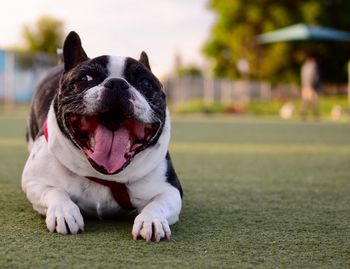 Close-up portrait of dog