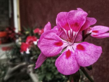 Close-up of flowers blooming outdoors