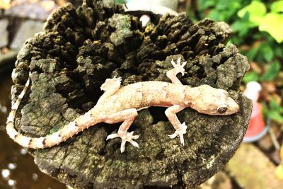 Close-up of lizard on rock