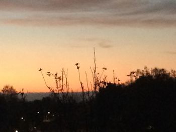 Silhouette plants at sunset