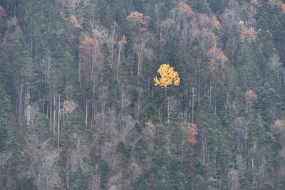 High angle view of pine trees in forest