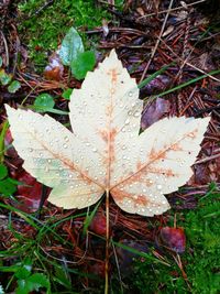 High angle view of maple leaf on grass