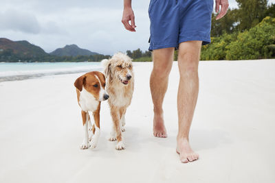 Low section of man with dogs walking together on white sand beach.