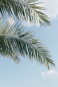 Low angle view of palm tree against sky