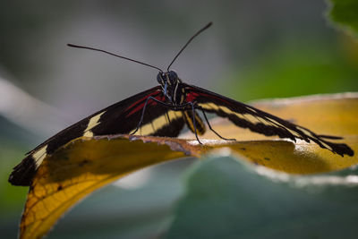 Close-up of butterfly on leaf