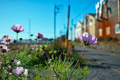 Close-up of pink flowering plants against sky