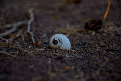 Close-up of snail