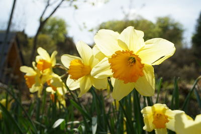 Close-up of yellow daffodil flowers