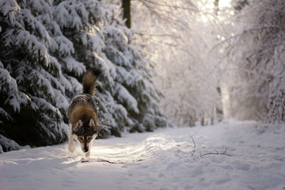 Siberian husky walking on snowy field amidst trees