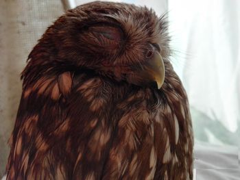 Close-up of a owl