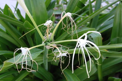 Close-up of white flowers