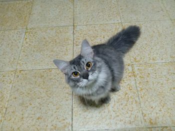 High angle portrait of cat on floor