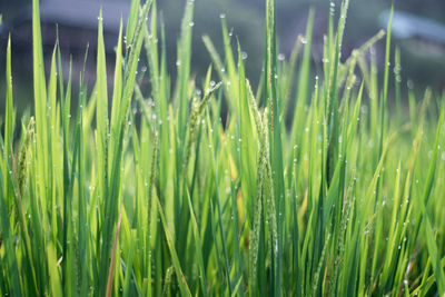 Close-up of wet grass on field
