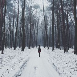 Snow covered trees in forest