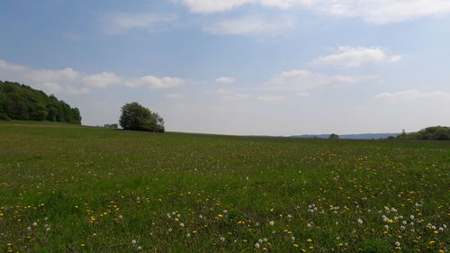 Scenic view of field against sky