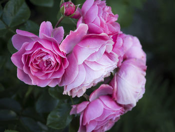 Close-up of pink roses