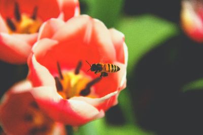 Close-up of red flower