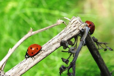 Close-up of ladybug on branch